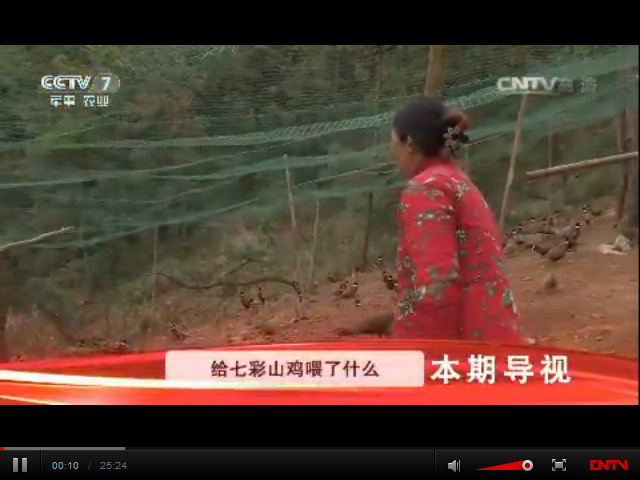 給七彩山雞喂了什么東西，能讓它們的羽毛格外鮮明亮麗？
