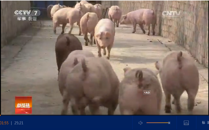 科技苑視頻/四個月才清糞，全程不沖水，飼料提前發(fā)酵，益生菌消毒一成就不樣的生態(tài)豬